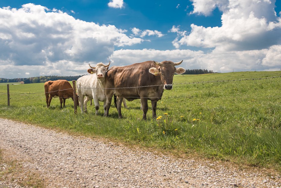 Fotografija: Za kravo na paši bo kmet dobil nekaj več kot 50 evrov. FOTO: Guliver/Getty Images