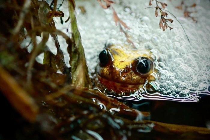 Fotografija: Žabica baw baw je ena najbolj ogroženih avstralskih živalskih vrst, že na robu izumrtja.