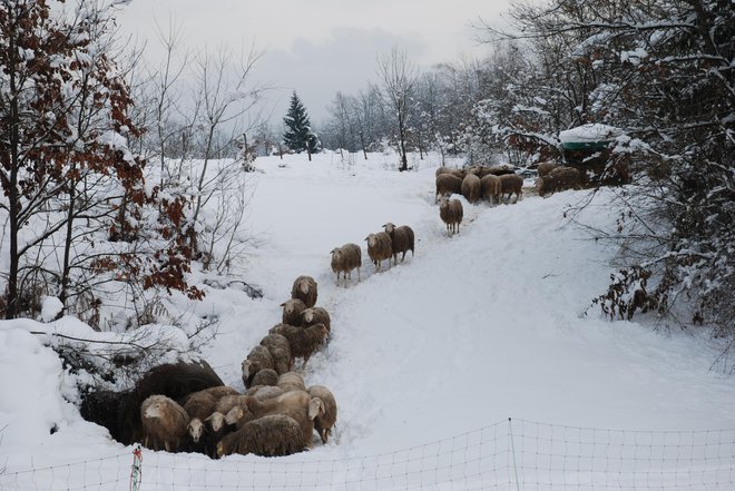 Belokranjske ovce zlahka preživijo v visokem snegu, le nekaj krme in dostop do vode jim moramo omogočiti. FOTO: Krajinski park Kolpa