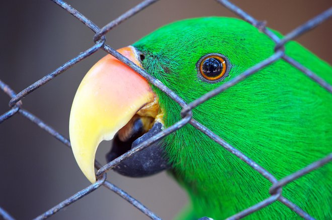 Papige lahko umirimo s pasijonko. FOTOGRAFIJE: Guliver/Getty Images