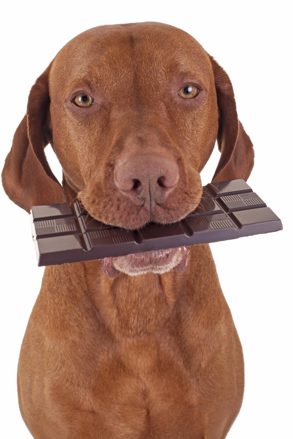 Fotografija: Črna čokolada je lahko za psa usodna.