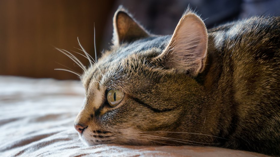 Fotografija: Mačka lahko loči različne besede. FOTOGRAFIJI: Guliver/Getty Images