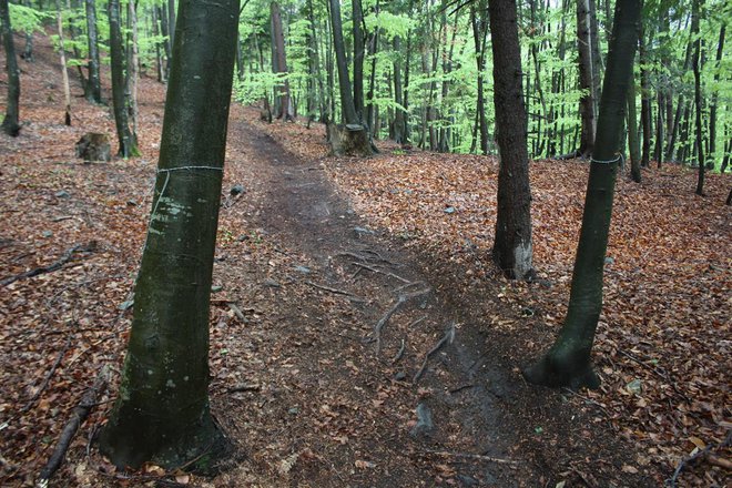 Žici sta bili razpeti v gozdu na Mariborskem Pohorju, desno od Pohorske vzpenjače, na zgornjem delu Pohorja, ki pa je odmaknjeno od tekmovališča in po njem potekajo neurejene proge, ki jih na lastno odgovornost uporabljajo posamezniki. FOTO: PP Maribor II