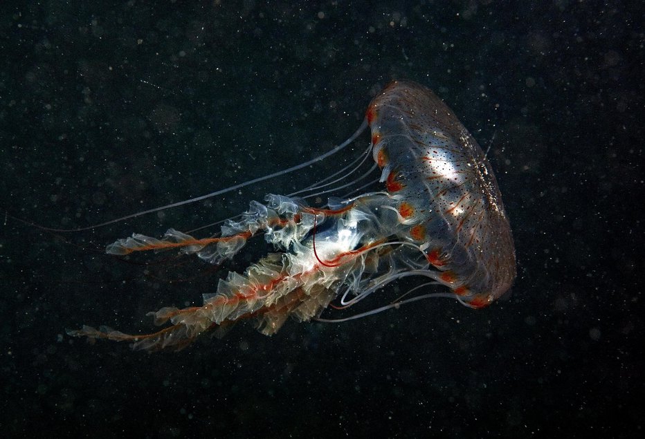 Fotografija: Kompasna meduza se pogosto pojavlja v Sredozemlju in ima ustna ramena, s katerimi pekoče ožge, dolga tudi do 1 m. FOTO: TIHOMIR MAKOVEC