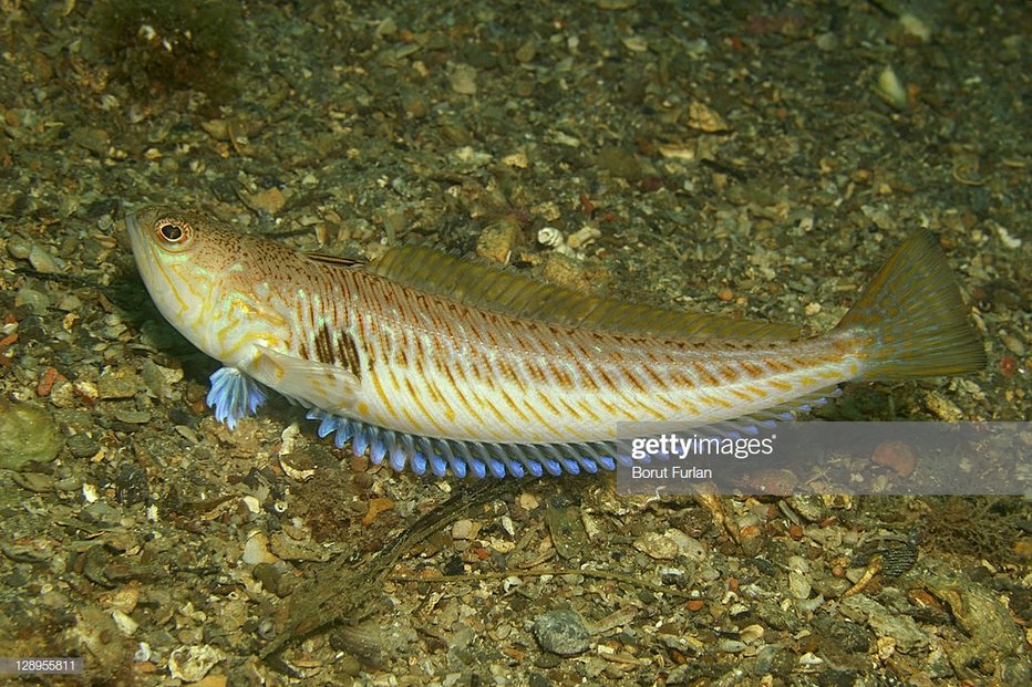 Fotografija: Ena od štirih vrst morskega zmaja FOTO: guliver/GETTY IMAGES