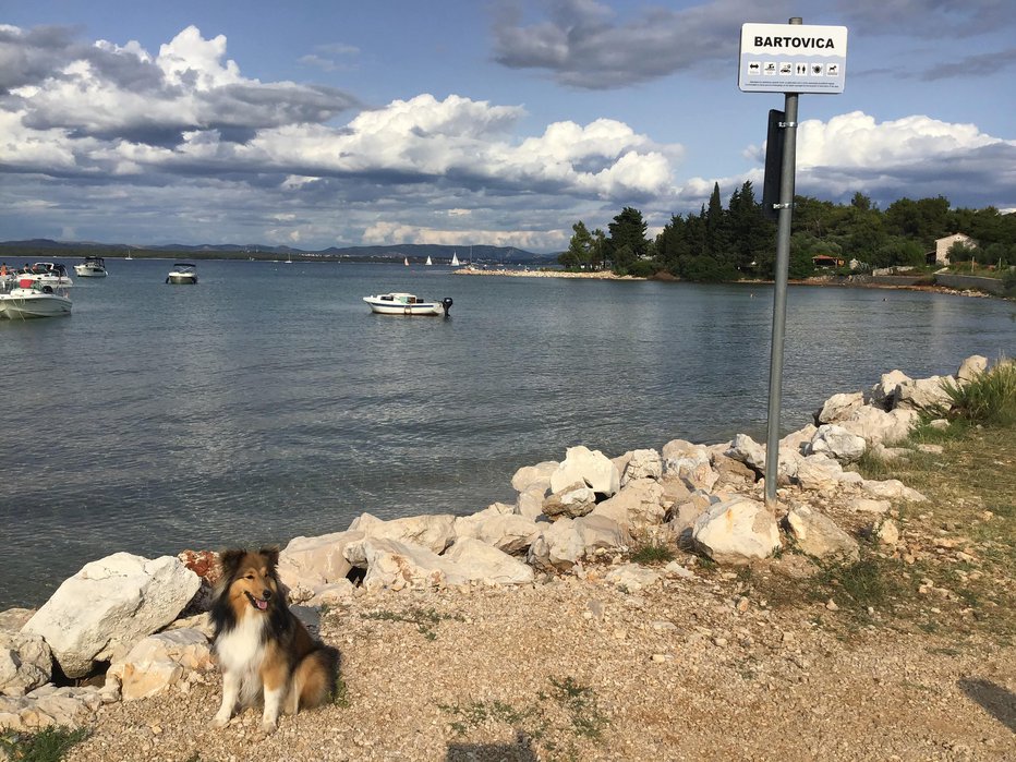 Fotografija: Plaža za pse Bartovica na koncu Tkona nima ne sence, ne tuša, ne koša za pasje iztrebke. FOTOGRAFIJa: JANEZ PETKOVŠEK