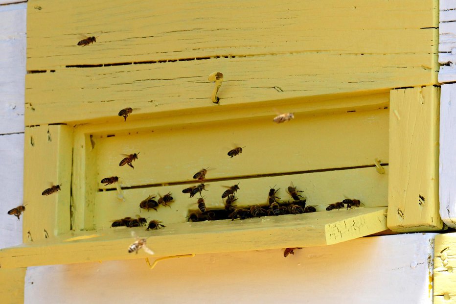 Fotografija: Obdolženi pravi, da čebelnjak, v katerega se je pred njegovo jezo zatekla partnerica, ni navaden, temveč sta v njem elektrika in kavč. Fotografija je simbolična. FOTO: Arhiv SN