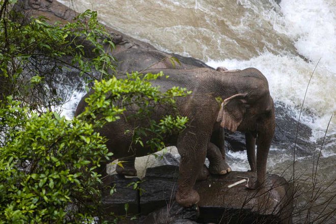 Preživela naj bi mati nesrečnega mladiča in še en slon, a njuna usoda je negotova. FOTO: Guliver/Getty Images