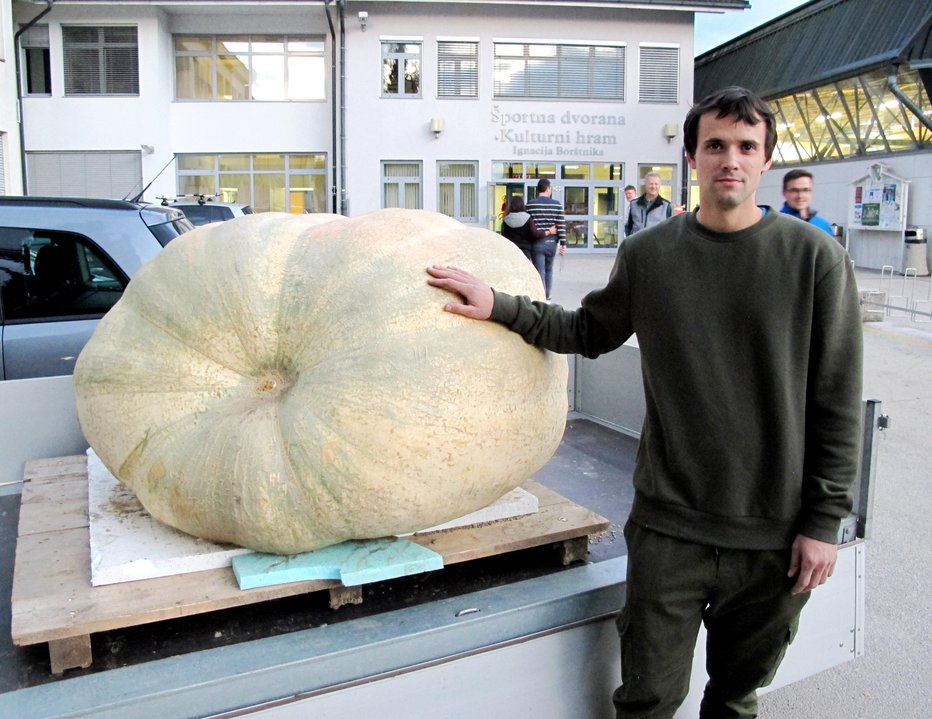 Fotografija: Najtežja buča, težka 444 kilogramov, je zrasla na njivi Jožeta Kosma iz Češnjevka. Fotografije: Janez Kuhar