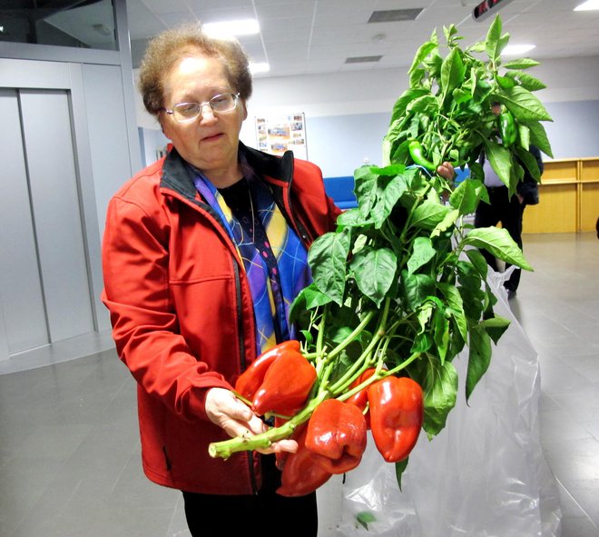 Julijana Boltežar je vzgojila sedem rdečih paprik na enem steblu.