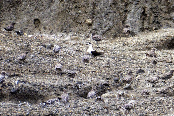 Krater je postal dom številnim pticam. FOTO: Nasa