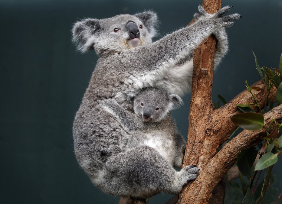 Fotografija: So med najbolj značilnimi živalmi za Avstralijo. FOTO: REUTERS