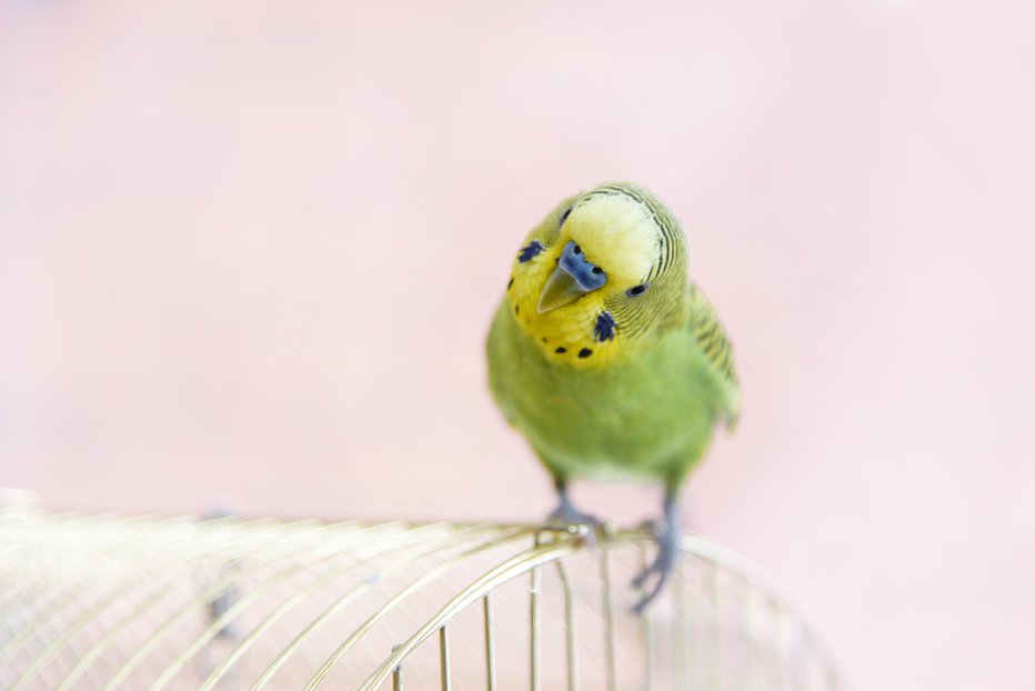 Fotografija: Če za ptičko dobro skrbimo, bo živela od deset do dvajset let. FOTO: Lusyaya/Getty Images