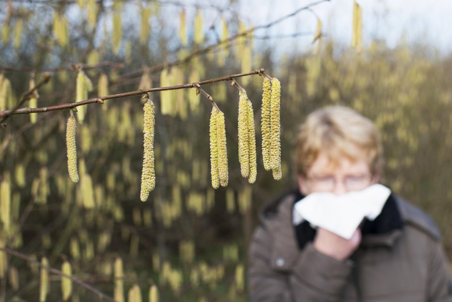 Fotografija: Obremenitev s cvetnim prahom se poveča, ko so temperature višje od 5 °C. FOTO: Schulzie/Getty Images