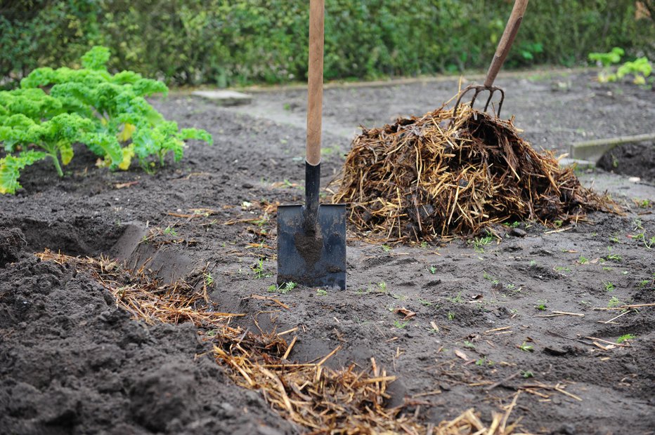 Fotografija: Če se nam s posevki mudi, za gnojenje uporabimo dobro predelan kompost. FOTO: Schulzie/Getty Images