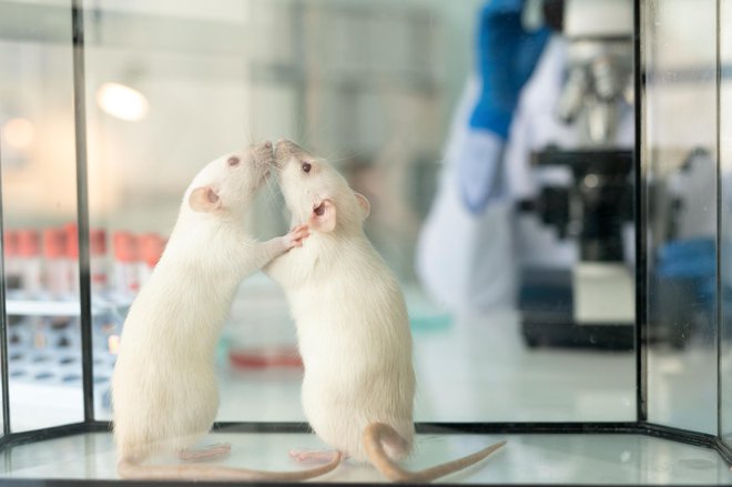 Pripravljenost nikakor ni odveč, zato nekateri laboratoriji že poskusno izdelujejo cepiva za živali. FOTO: Shironosov/Getty Images