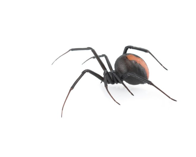 Avstralska črna vdova z značilnim rdečim pasom na zadku je eden od treh najsmrtonosnejših pajkov na svetu. FOTO: ANDRAŽ MULJAVEC