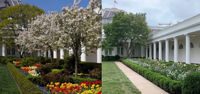 Ameriški zgodovinar Michael Beschloss je delil primerjavo fotografij vrta pred Melanijino obnovo in po njej. FOTO: Twitter, posnetek zaslona