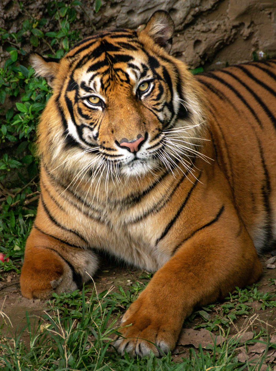 Fotografija: Sumatrski tigri dočakajo do dvajset let.
FOTO: Maizal Chaniago/Getty Images