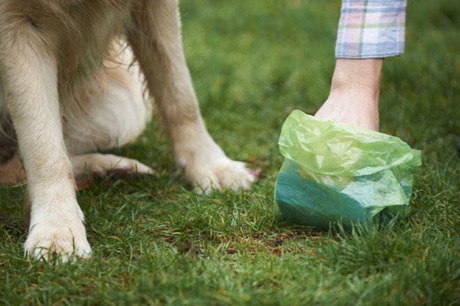 Med pobiranjem blata preverimo še zdravje psa. FOTO: Machineheadz/Getty Images