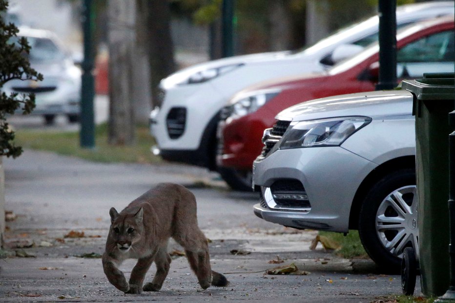 Fotografija: Puma. Fotografija je simbolična. FOTO: Stringer, Reuters