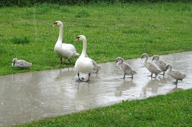 Lanska osemčlanska družina v dežju