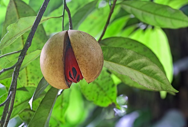 Muškatni orešček je pravzaprav seme ploda muškatovca. FOTO: Natbits/Getty Images