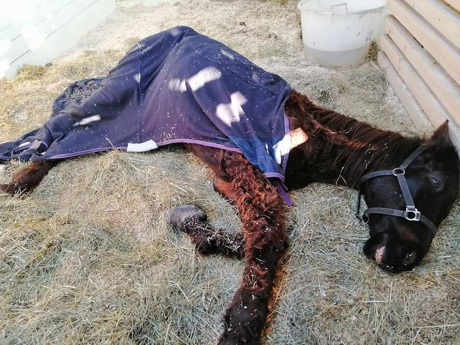 Fotografija: Do smrti izstradan in zanemarjen konj Maxi je pomoč dobil prepozno. FOTO: NATALIJA NEDELJKO
