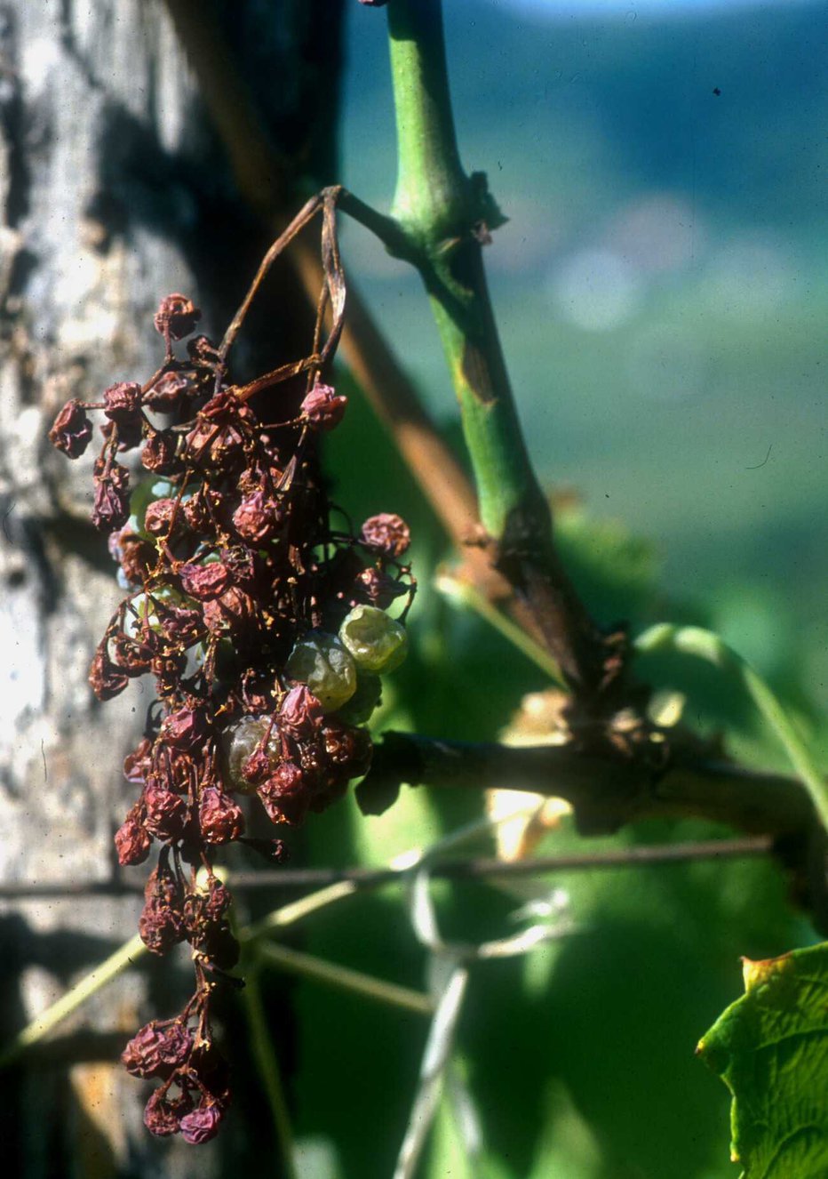 Fotografija: Najprej napadejo listje, nato grozde, od katerih nič ne ostane.
FOTOgrafije: Oste Bakal
