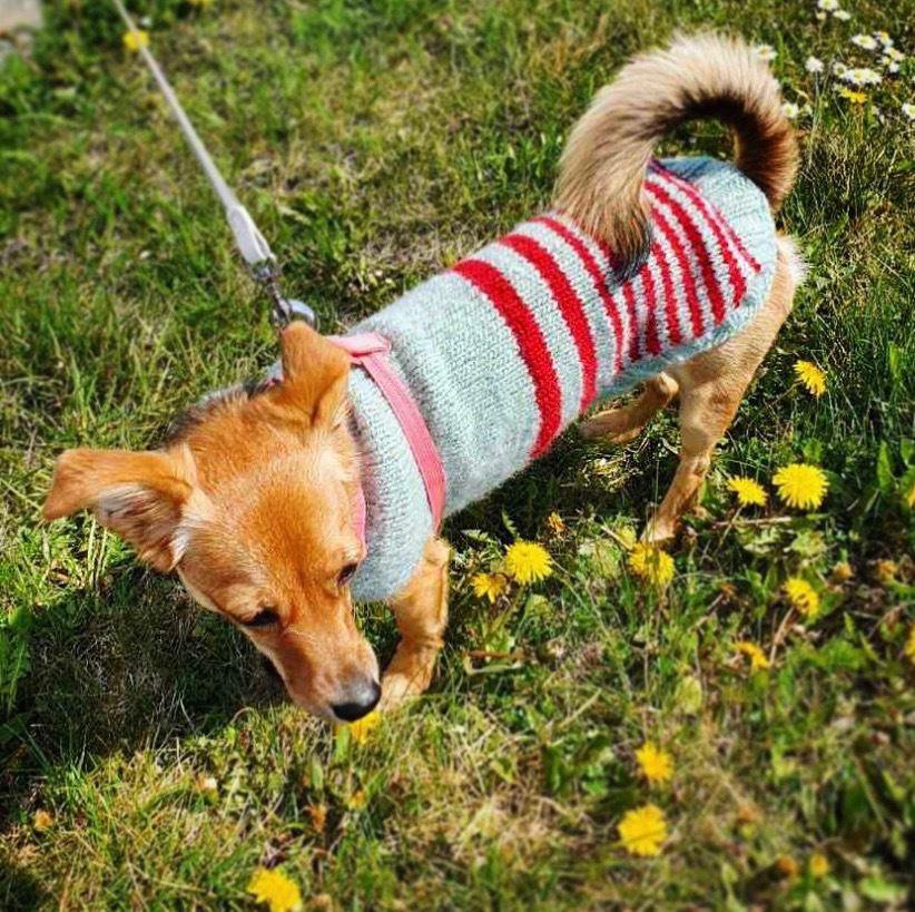 Fotografija: Modni pasji pulover iz prave volne FOTO: NATAŠA PETKOVŠEK
