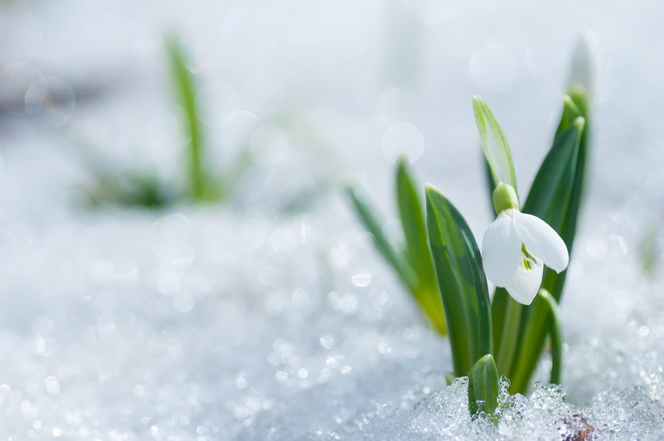 Fotografija: Kjer je kri gospe Pomladi stopila sneg, je zrasel zvonček. FOTO: Guliver/Getty Images
