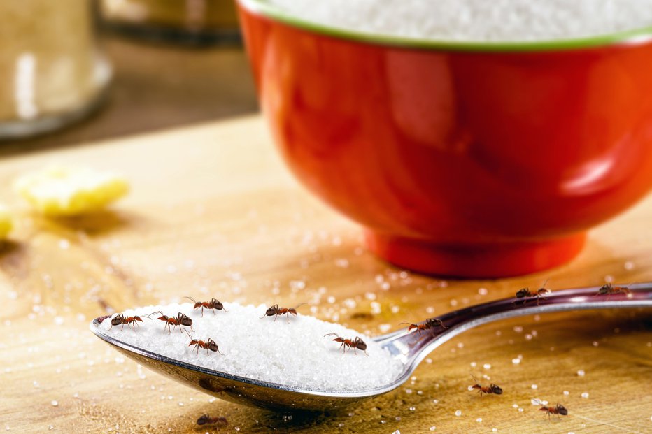 Fotografija: Soda bikarbona in mleti sladkor sta sovražnika mravelj. FOTO: Rhj/Getty Images
