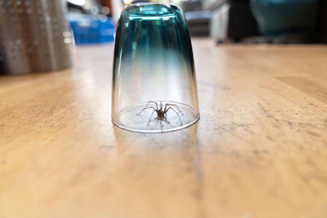 Tudi takole gre, še laže pa s kisom, ki ga pajki ne marajo. FOTO: Leoniekvandervliet/Getty Images
