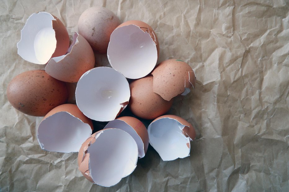 Fotografija: Jajčne lupine pridejo na vrtu še kako prav. FOTO: Cemselvi, Getty Images
