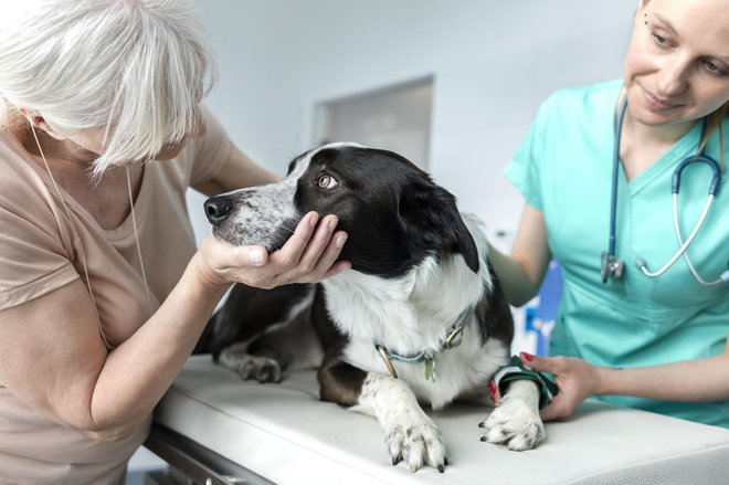 Ne zanemarimo rednih pregledov pri veterinarju! FOTO: Ipggutenbergukltd/Getty Images

