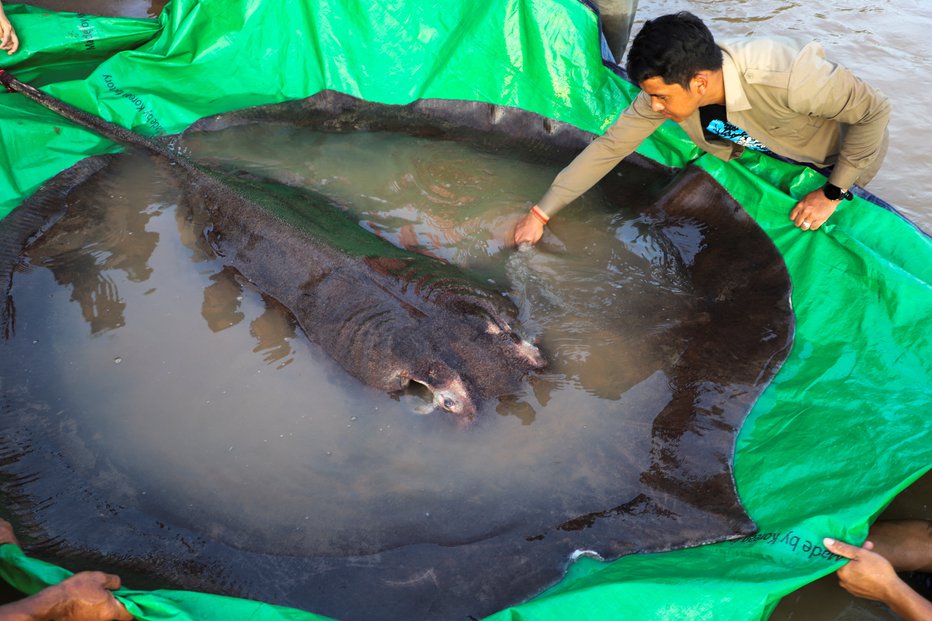 Fotografija: Okrogla velikanka je težka 300 kilogramov. FOTO: Chhut Chheana/wonders Of Mekong/Reuters
