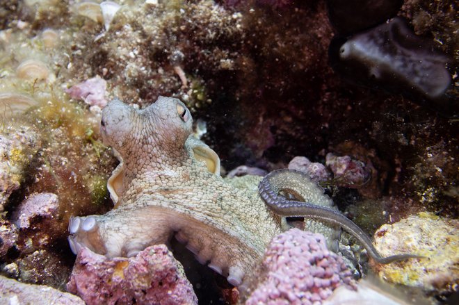 Izpod Darjinih rok nastajajo čudovite podvodne fotografije.
