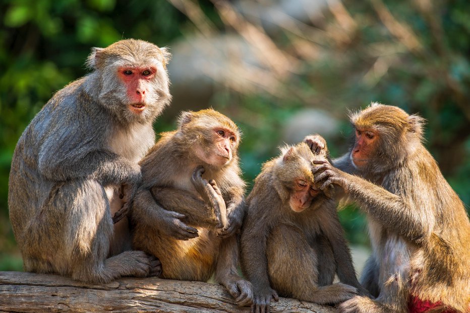Fotografija: Opice in ljudje večinoma sobivajo v miru, a živali lahko hitro postanejo nasilne. FOTO: Klub Boks, Pexels
