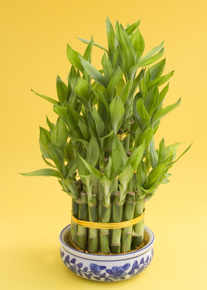 Bambus sreče lahko energetsko prečisti prostor. FOTO: Pacificenterprise, Getty Images
