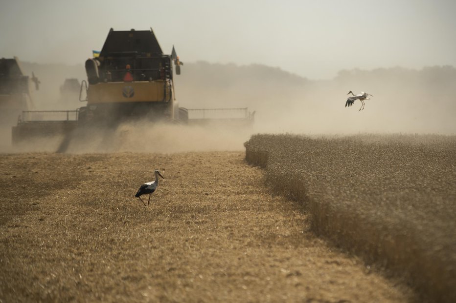 Fotografija: Žetev pšenice v regiji Ternopil. FOTO: Jure Eržen, Delo

