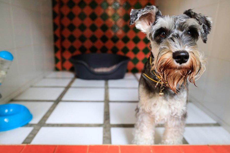 Fotografija: Preden se odpravite na počitnice, dobro preverite v katerem pasjem hotelu boste pustili vašega najboljšega prijatelja. FOTO: Bussakorn Ewesakul, Shutterstock