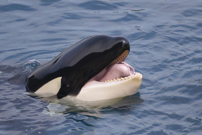 Orke imenujejo tudi morilski kiti, ki pa doslej še niso napadali ljudi. FOTO: Getty Images