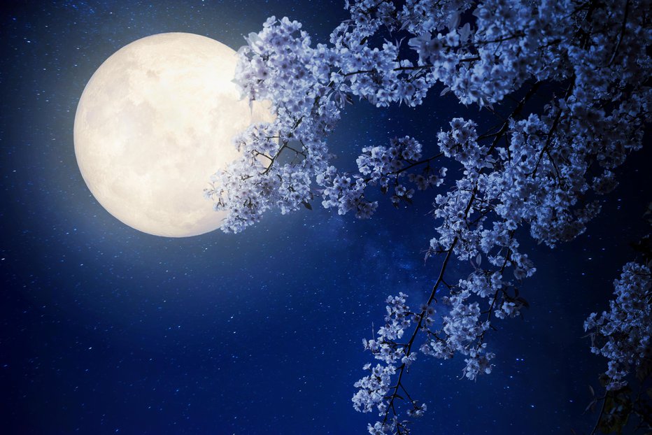 Fotografija: Rastline z belimi in modrimi cvetovi ter tiste s sivimi listi bodo v mesečini najlepše zažarele. FOTO: Getty Images/iStockphoto