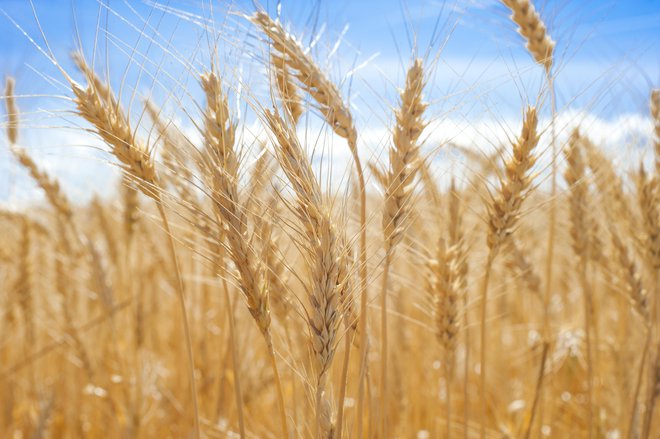 Marsikje se je žetev pšenice zavlekla v zadnje julijske dni. FOTO: Profepix, Getty Images