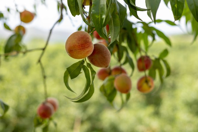 Vse sadje iz Srbije gre zdaj prej na vzorčenje. FOTO: Shutterstock