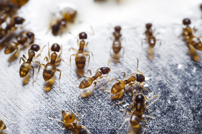Rdeče ognjene mravlje FOTO: Mathisa_s/Getty Images