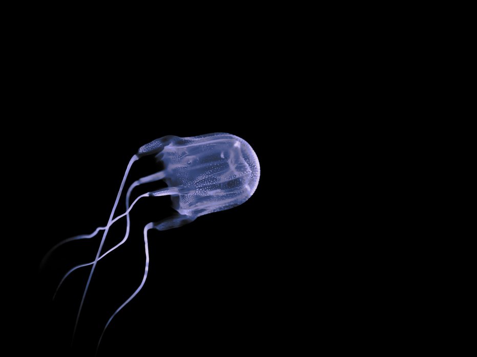 Fotografija: Škatlaste meduze so ene najbolj smrtonosnih živali na svetu. FOTO: ~usergi15667539/Getty Images