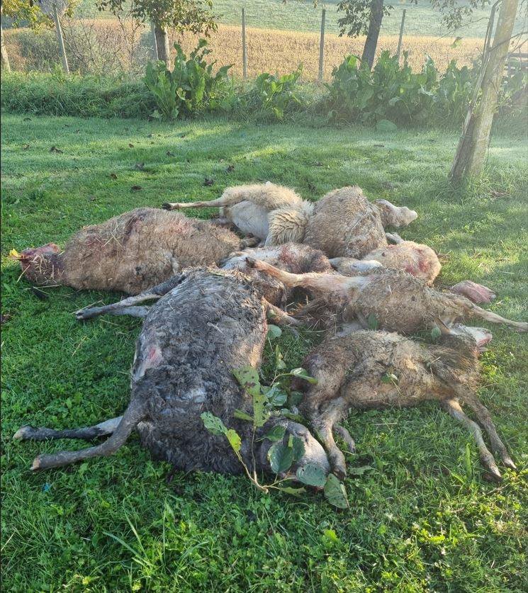 Fotografija: V nočnem napadu je pes poklal štiri ovce in štiri jagenjčke. FOTO: Oste Bakal