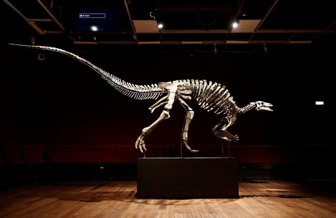 Koliko bo navrglo okostje, staro 150 milijonov let? FOTO: Abdul Saboor/Reuters
