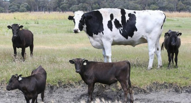 Bik velikan z drugimi odraslimi kravami in biki. FOTO: Zaslonski Posnetek